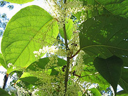 Blätter und Blüten des Japanischen Riesenknöterichs